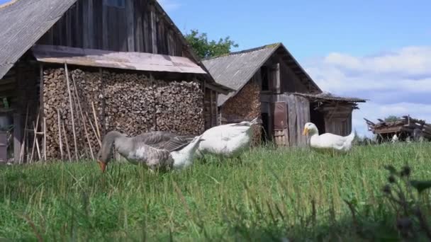 Gruppo di oche in cerca di cibo al pascolo con erba verde su terreni agricoli — Video Stock
