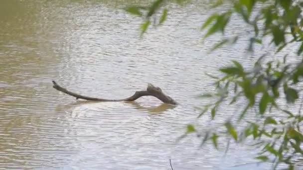 Houten snag in modderige rivier met snel stromend uitzicht door boomtak — Stockvideo