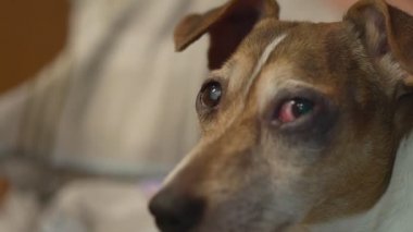 Küçük sevimli köpek yatak odasında uzanan bir kadın sahibinin yanında.