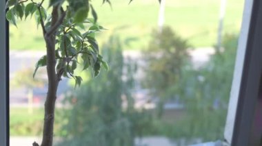 Şehir caddesinde ev bitkisi ve açık pencereden ulaşım trafiği