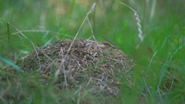 İlkbaharda ormandaki yeşil çimlerde karınca yuvası.
