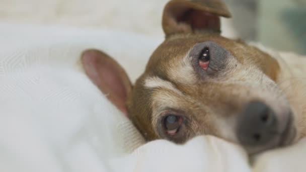 Niedlicher kleiner Jack Russell Terrier Hund mit braunem Gesicht liegt auf weißem Kissen auf dem Bett — Stockvideo