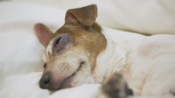 Pequeno cão com corpo branco e cabeça marrom dormindo na cama com travesseiros macios — Vídeo de Stock