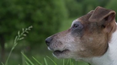 Kızgın köpek Jack Russell Terrier havlıyor ve orman manzarasında dişlerini gösteriyor.