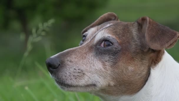 Kleiner Hund Jack Russell Terrier blickt voraus auf Wiese mit grünem Gras herum — Stockvideo