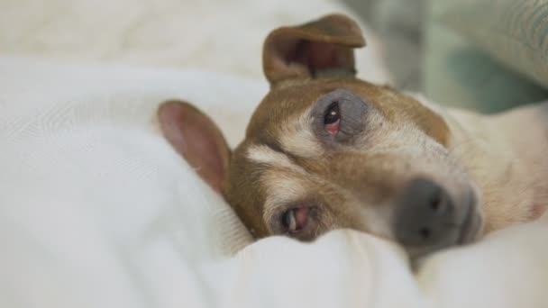 Kranker kleiner Hund mit traurigen bemitleidenswerten Augen zu Hause auf weißem Sofa liegend — Stockvideo