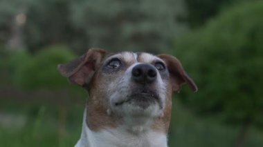 Büyük siyah gözlü şirin köpek Jack Russell Terrier uçan böcekleri takip ediyor.