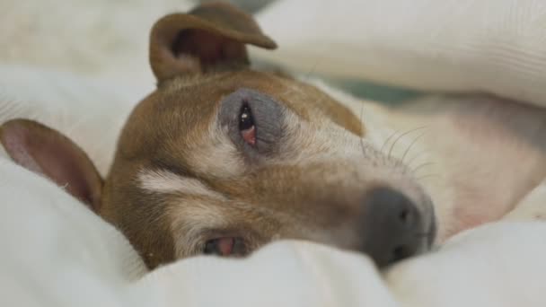 Cansado pequeño perro doméstico acostado en la cama blanca de tela en el dormitorio — Vídeos de Stock