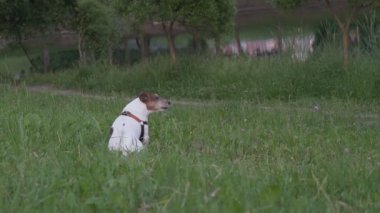 Küçük Jack Russell Terrier şehir parkının çimlerinde oturuyor ve insanların üzerine havlıyor.