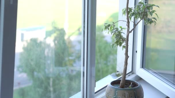 Open white window frame with house plant on sill and transport traffic outside. — Stock Video