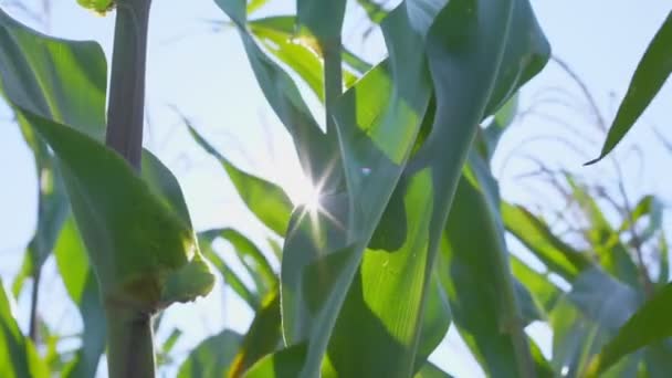 明るい太陽の光の下でトウモロコシ畑で成長する大きな緑の葉屋外. — ストック動画