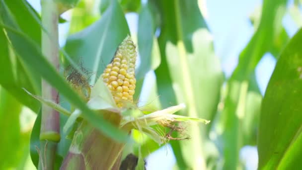 玉米种植过程中,淡淡的黄穗生长和轻风飘扬. — 图库视频影像