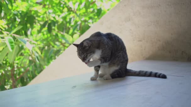 Graue und weiße Katze sitzt auf Steinbürgersteig und wäscht Gesicht mit Pfote — Stockvideo