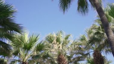 Büyük yeşil yaprakları olan palmiye ağaçları yaz günü mavi gökyüzüne karşı.
