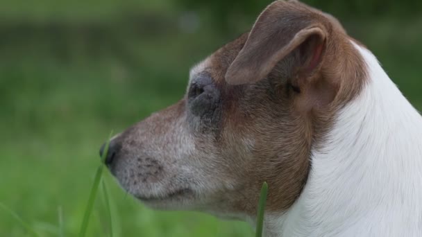 Chien blanc et brun Jack Russell terrier regarde attentivement à l'extérieur. — Video