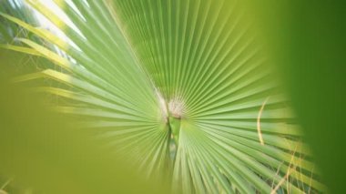 Tropikal ormanda hafif esintiyle esen büyük palmiye yaprağının makro görüntüsü.