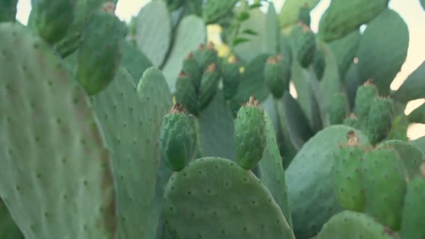 Vista cercana de la planta de cactus grande con frutas suculentas que soplan con viento — Vídeos de Stock