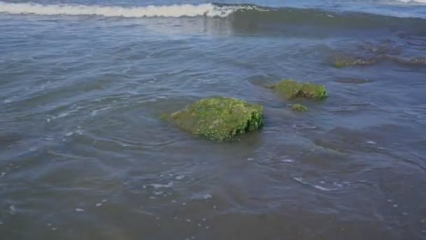 Vagues avec mousse blanche dans l'eau de mer boueuse cassée par la pierre avec des algues — Video