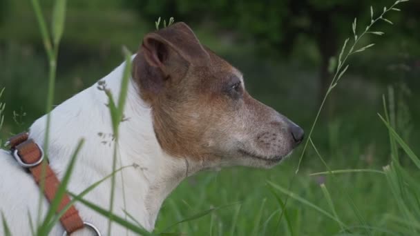 小さなペット犬ジャックrussell terrier待っている獲物で緑の牧草地. — ストック動画