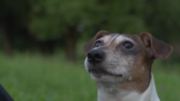 Zabawny biały i brązowy pies Jack Russell terrier łapie małego owada — Wideo stockowe