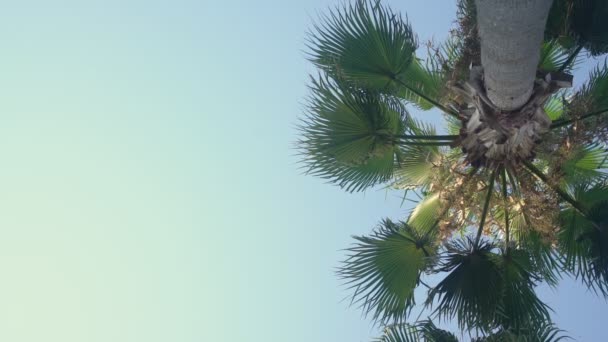 Silueta de palmera alta con grandes hojas contra el cielo azul claro — Vídeos de Stock