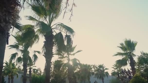 Ciepły tropikalny wiatr wieje i porusza palmami w hotelu kurortowym. — Wideo stockowe