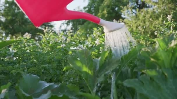 Eau claire coulant de l'arroseur en plastique rouge aux grandes feuilles de citrouille ou de courge. — Video