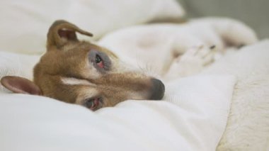 Tembel beyaz ve kahverengi renkli köpek Jack Russell Terrier pofuduk battaniyenin üzerinde yatıyor..