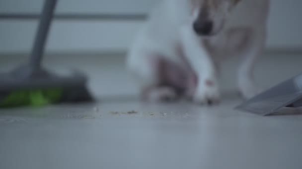 Homem com vassoura varre poeira do chão em colher bonito cão assistindo fundo — Vídeo de Stock