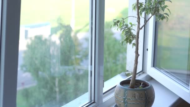 Casa planta en maceta de cerámica en alféizar de ventana abierta con vistas a la calle — Vídeo de stock