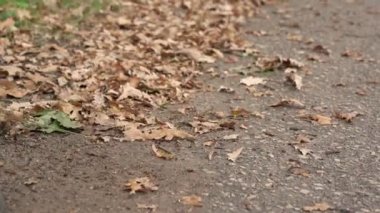 Kuru meşe yaprağı kaplı köy caddesi ve çizmeli adam yaprakları süpürüyor..