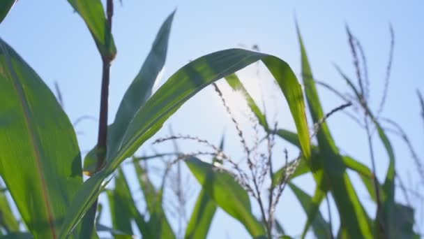 Grote maïs blad schommelt onder wind tegen van zonlicht. — Stockvideo