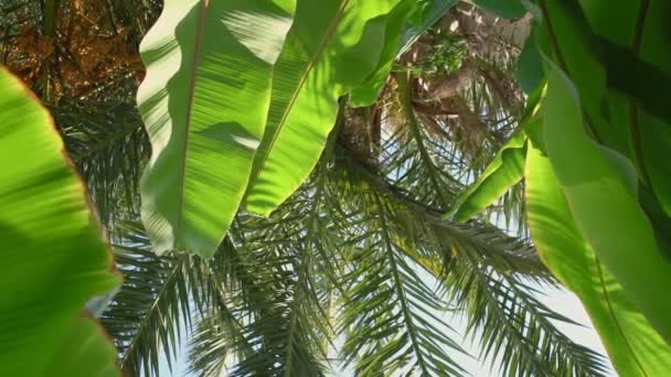 Высокая пальма с пышной листвы, растущей в тропических лесах вид снизу. — стоковое видео