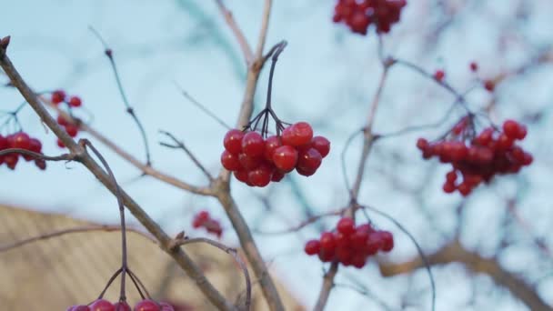 Raceme van rode heldere viburnum bes hangt aan hoge cranberry boom — Stockvideo