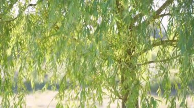 Weeping willow tree with green young leaves swaing with light breeze