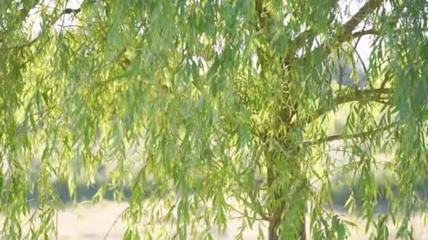 Weeping willow tree with green young leaves swaing with light breeze — Vídeo de Stock