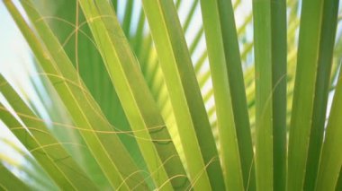 Green palm leaf with detail pattern swaying by breeze in summertime