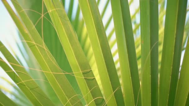 Green palm leaf with detail pattern swaying by breeze in summertime — Stockvideo