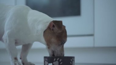 Kahverengi kafalı küçük köpek yerde duran kaseden besleniyor..