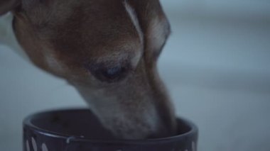 Köpek Jack Russell Terrier hızla mutfağın zemininde duran kaseden yemek yiyor..