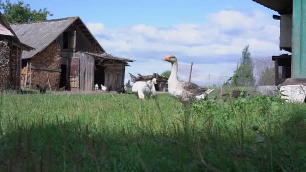 Hospodářská zvířata husy a slepice na pastvinách se zelenou trávou na zemědělské půdě dvorku
