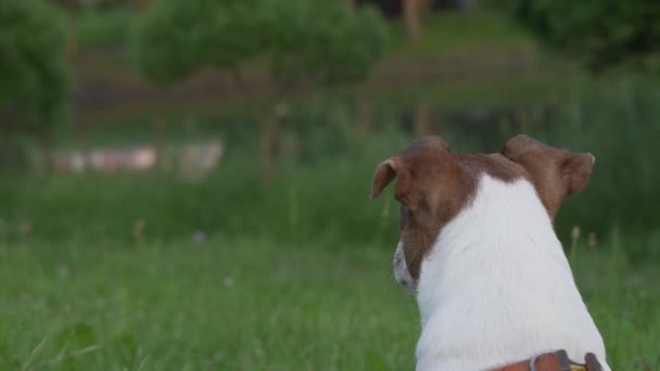 Liten hund jack russell terrier titta och vakta i parken — Stockvideo