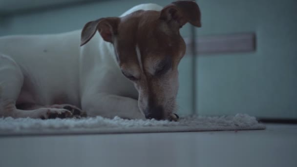 Domestiques chien chien Jack Russell terrier couché sur le sol et lèche et mord la patte. — Video