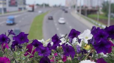 Şehir yolundaki üst görünüm otomobil trafiği ile önplanda çiçekler.