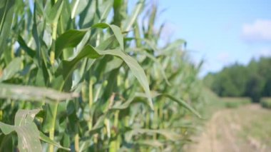 Mısır tarlasında büyüyen hafif rüzgarla sallanan gür mısır yaprakları..