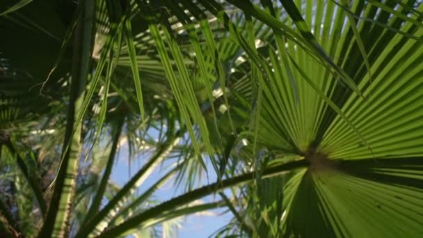 Grosella de selva tropical con grandes hojas de palmera balanceándose con viento tropical — Vídeo de stock