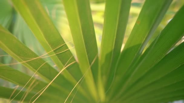 Détail partie de feuilles de palmier balancement avec vent léger dans la forêt tropicale — Video