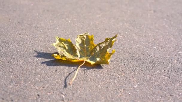 Одинокий большой желтый сушеный кленовый лист упал на асфальтовую дорогу — стоковое видео