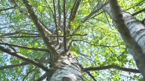 Lång björkstam med grönt frodigt lövverk mot blå himmel — Stockvideo