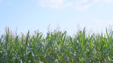 Mavi gökyüzünün altındaki tarım arazisinde yetişen mısır tarlaları..